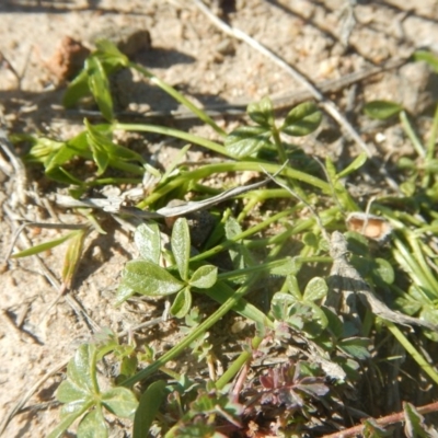 Cullen tenax (Tough Scurf-Pea) at Phillip, ACT - 24 Sep 2015 by MichaelMulvaney