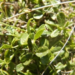 Cullen tenax (Tough Scurf-Pea) at Mawson Ponds - 24 Sep 2015 by MichaelMulvaney