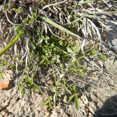 Cullen tenax (Tough Scurf-Pea) at Phillip, ACT - 25 Sep 2015 by MichaelMulvaney