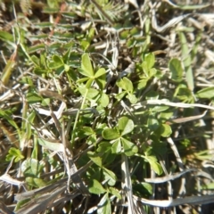 Cullen tenax (Tough Scurf-Pea) at Mawson Ponds - 24 Sep 2015 by MichaelMulvaney