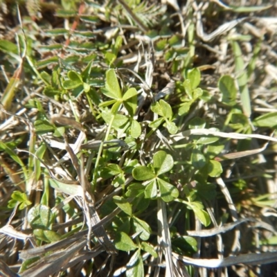 Cullen tenax (Tough Scurf-Pea) at Phillip, ACT - 25 Sep 2015 by MichaelMulvaney