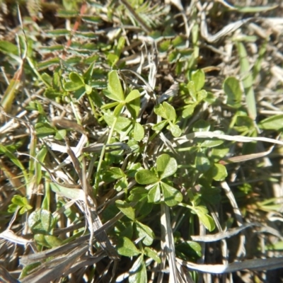 Cullen tenax (Tough Scurf-Pea) at Phillip, ACT - 24 Sep 2015 by MichaelMulvaney