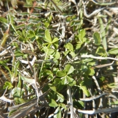 Cullen tenax (Tough scurf-pea) at Mawson Ponds - 24 Sep 2015 by MichaelMulvaney