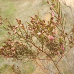 Indigofera adesmiifolia (Tick Indigo) at Kambah, ACT - 22 Sep 2015 by MichaelMulvaney