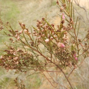 Indigofera adesmiifolia at Kambah, ACT - 22 Sep 2015