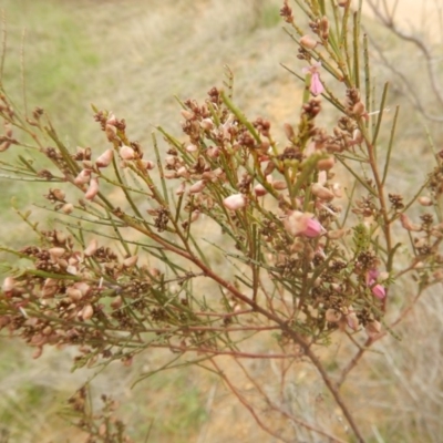 Indigofera adesmiifolia (Tick Indigo) at Cooleman Ridge - 22 Sep 2015 by MichaelMulvaney