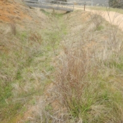 Indigofera adesmiifolia at Kambah, ACT - 22 Sep 2015