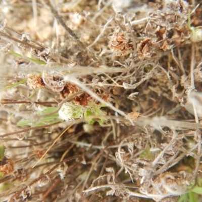 Cheilanthes distans (Bristly Cloak Fern) at Cooleman Ridge - 22 Sep 2015 by MichaelMulvaney