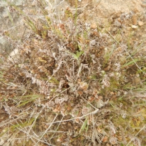 Cheilanthes distans at Kambah, ACT - 22 Sep 2015 03:30 PM