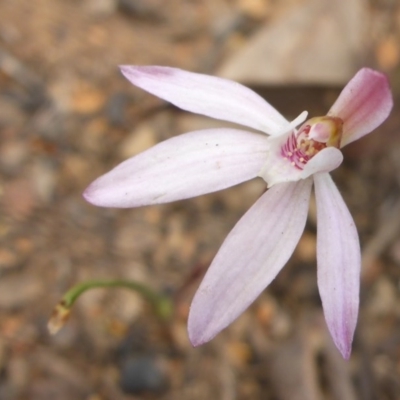 Caladenia fuscata (Dusky Fingers) at Aranda, ACT - 25 Sep 2015 by JanetRussell