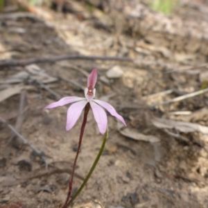 Caladenia fuscata at Aranda, ACT - 25 Sep 2015