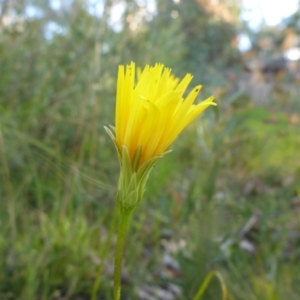 Microseris walteri at Bruce, ACT - 25 Sep 2015 04:45 PM