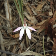 Caladenia fuscata (Dusky Fingers) at Canberra Central, ACT - 25 Sep 2015 by BethanyDunne