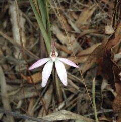 Caladenia fuscata (Dusky Fingers) at Canberra Central, ACT - 26 Sep 2015 by BethanyDunne