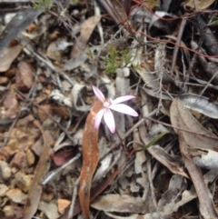 Caladenia fuscata (Dusky Fingers) at Black Mountain - 25 Sep 2015 by BethanyDunne