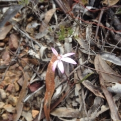 Caladenia fuscata (Dusky Fingers) at Canberra Central, ACT - 26 Sep 2015 by BethanyDunne