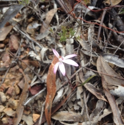 Caladenia fuscata (Dusky Fingers) at Canberra Central, ACT - 26 Sep 2015 by BethanyDunne