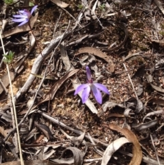 Cyanicula caerulea (Blue Fingers, Blue Fairies) at Black Mountain - 25 Sep 2015 by BethanyDunne