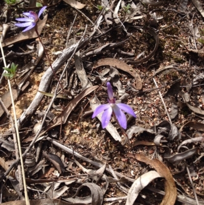 Cyanicula caerulea (Blue Fingers, Blue Fairies) at Canberra Central, ACT - 25 Sep 2015 by BethanyDunne