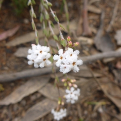 Leucopogon virgatus (Common Beard-heath) at Aranda, ACT - 25 Sep 2015 by JanetRussell