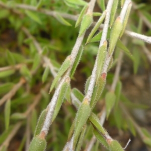 Leucopogon virgatus at Aranda, ACT - 25 Sep 2015