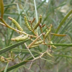 Acacia doratoxylon (Currawang) at Molonglo Gorge - 23 Sep 2015 by FranM