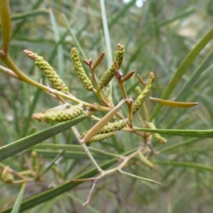 Acacia doratoxylon at The Ridgeway, NSW - 23 Sep 2015