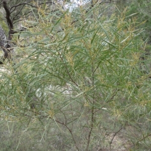 Acacia doratoxylon at The Ridgeway, NSW - 23 Sep 2015 11:21 AM