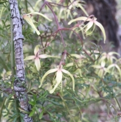 Clematis leptophylla (Small-leaf Clematis, Old Man's Beard) at Mount Majura - 26 Sep 2015 by AaronClausen