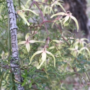 Clematis leptophylla at Watson, ACT - 26 Sep 2015