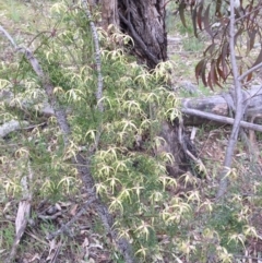 Clematis leptophylla at Watson, ACT - 26 Sep 2015 03:15 PM