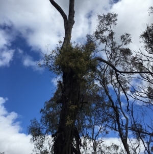 Clematis leptophylla at Watson, ACT - 26 Sep 2015