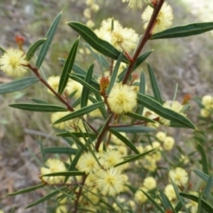 Acacia siculiformis (Dagger Wattle) at Molonglo Gorge - 23 Sep 2015 by FranM