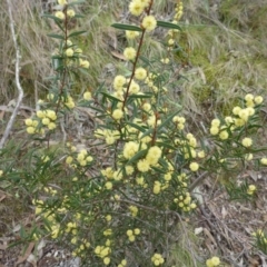 Acacia siculiformis at The Ridgeway, NSW - 23 Sep 2015 11:32 AM