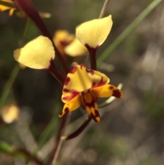 Diuris pardina (Leopard Doubletail) at Mount Majura - 26 Sep 2015 by AaronClausen