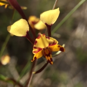 Diuris pardina at Majura, ACT - suppressed