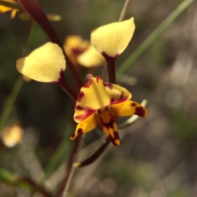 Diuris pardina (Leopard Doubletail) at Mount Majura - 26 Sep 2015 by AaronClausen