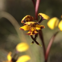 Diuris pardina at Majura, ACT - suppressed