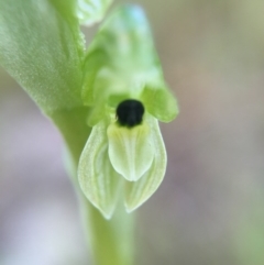 Hymenochilus bicolor (Black-tip Greenhood) at Majura, ACT - 26 Sep 2015 by AaronClausen