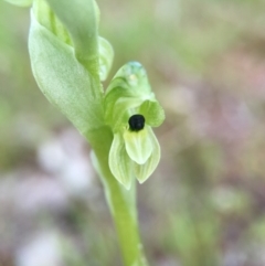 Hymenochilus bicolor (ACT) = Pterostylis bicolor (NSW) at Majura, ACT - suppressed