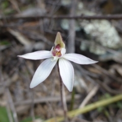 Caladenia fuscata (Dusky Fingers) at Kowen, ACT - 23 Sep 2015 by FranM