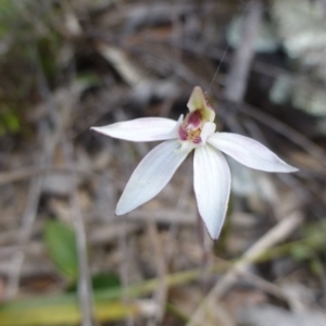 Caladenia fuscata at Kowen, ACT - suppressed