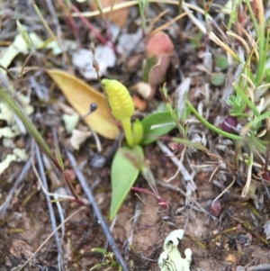 Ophioglossum lusitanicum subsp. coriaceum at Majura, ACT - 26 Sep 2015