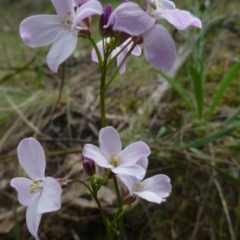 Cardamine lilacina (Lilac Bitter-cress) at Molonglo Gorge - 23 Sep 2015 by FranM