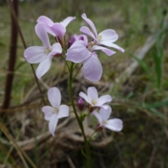 Cardamine lilacina at The Ridgeway, NSW - 23 Sep 2015