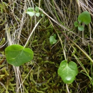 Cardamine lilacina at The Ridgeway, NSW - 23 Sep 2015 12:07 PM