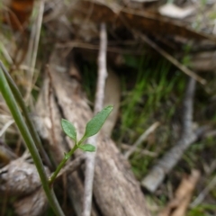 Cardamine lilacina at The Ridgeway, NSW - 23 Sep 2015 12:07 PM