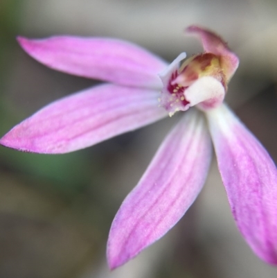 Caladenia fuscata (Dusky Fingers) at Mount Majura - 26 Sep 2015 by AaronClausen