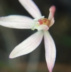 Caladenia fuscata (Dusky Fingers) at Mount Majura - 26 Sep 2015 by AaronClausen