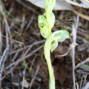 Hymenochilus cycnocephalus at Majura, ACT - suppressed